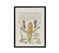Artery8 Damselflies on Spanish Iris Calligraphy Framed Canvas Wall Art Print in Beige | Size: W18" x H24" Artery8 Beige W18" x H24"