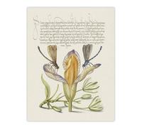 Artery8 Damselflies on Spanish Iris Calligraphy Wall Art Poster Print in Beige | Size: W12" x H16" Artery8 Beige W12" x H16"