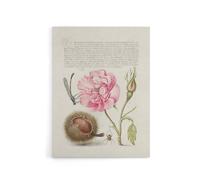 Artery8 Damselfly Rose Chestnut Spider Calligraphy Canvas Wall Art Print in White | Size: W18" x H24" Artery8 White W18" x H24"