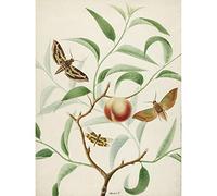 Artery8 De Wit Peach Branch Two Exotic Butterflies Dragonfly Art Print Canvas Premium Wall Decor Poster Mural