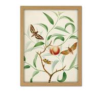 Artery8 De Wit Peach Branch Two Exotic Butterflies Dragonfly Artwork Framed Wall Art Print 18X24 Inch