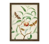 Artery8 De Wit Peach Branch Two Exotic Butterflies Dragonfly Artwork Framed Wall Art Print 18X24 Inch