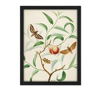 Artery8 De Wit Peach Branch Two Exotic Butterflies Dragonfly Artwork Framed Wall Art Print 18X24 Inch