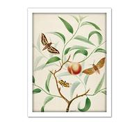 Artery8 De Wit Peach Branch Two Exotic Butterflies Dragonfly Artwork Framed Wall Art Print 18X24 Inch