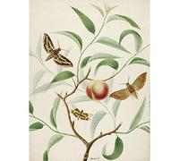 Artery8 De Wit Peach Branch Two Exotic Butterflies Dragonfly Premium Wall Art Canvas Print 18X24 Inch