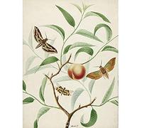 Artery8 De Wit Peach Branch Two Exotic Butterflies Dragonfly Unframed Wall Art Print Poster Home Decor Premium