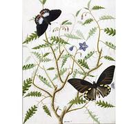 Artery8 De Wit Two Exotic Butterflies Blooming Bush Large Wall Art Poster Print Thick Paper 18X24 Inch