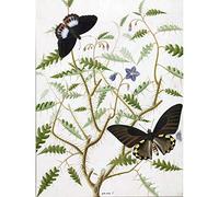 Artery8 De Wit Two Exotic Butterflies Blooming Bush Unframed Wall Art Print Poster Home Decor Premium
