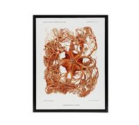 Artery8 Deep Sea Basket Star Illustration Albert I Framed Canvas Wall Art in White | Size: W12" x H16" Artery8 White W12" x H16"