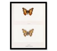Artery8 Denton Framed Wall Art Brazilian Lady Vintage Butterfly Illustration - A4 Size