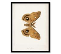 Artery8 Denton Framed Wall Art Print Polyphemus Moth Vintage Illustration in White | Size: A4 Artery8 White A4
