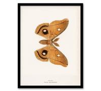 Artery8 Denton Framed Wall Art Print Polyphemus Moth Vintage Illustration in White | Size: A3 Artery8 White A3