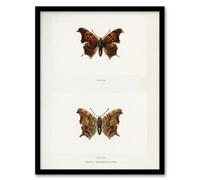Artery8 Denton Framed Wall Art Question Mark Butterfly Vintage Illustration in White | Size: A3 Artery8 White A3