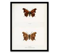 Artery8 Denton Framed Wall Art Question Mark Butterfly Vintage Illustration in White | Size: A4 Artery8 White A4
