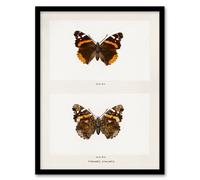 Artery8 Denton Framed Wall Art Red Admiral Butterfly Vintage Illustration in White | Size: A3 Artery8 White A3