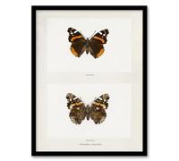 Artery8 Denton Framed Wall Art Red Admiral Butterfly Vintage Illustration in White | Size: A4 Artery8 White A4