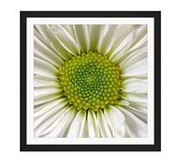 Artery8 DeSousa White Chrysanthemum Flower Photo Square Wooden Framed Wall Art Print Picture 16X16 Inch