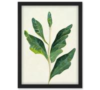 Artery8 Detail Of Rubber Fig Plant Botanical Illustration Artwork Framed Wall Art Print A4 in Black Artery8 Black