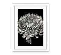 Artery8 Detailed Chrysanthemum Flower Bloom Illustration Artwork Framed Wall Art Print 18X24 Inch