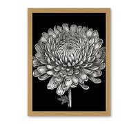 Artery8 Detailed Chrysanthemum Flower Bloom Illustration Artwork Framed Wall Art Print 18X24 Inch