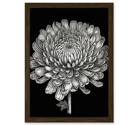 Artery8 Detailed Chrysanthemum Flower Bloom Illustration Artwork Framed Wall Art Print A4