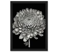Artery8 Detailed Chrysanthemum Flower Bloom Illustration Artwork Framed Wall Art Print A4