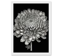 Artery8 Detailed Chrysanthemum Flower Bloom Illustration Artwork Framed Wall Art Print A4