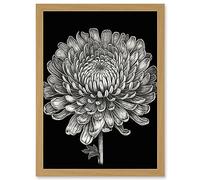 Artery8 Detailed Chrysanthemum Flower Bloom Illustration Artwork Framed Wall Art Print A4