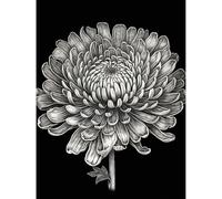 Artery8 Detailed Chrysanthemum Flower Bloom Illustration Extra Large XL Wall Art Poster Print
