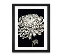 Artery8 Detailed Illustration Chrysanthemum Bloom Flower Artwork Framed Wall Art Print 18X24 Inch