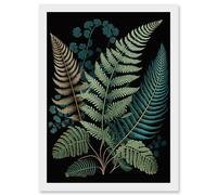 Detailed Leaves Fern Fronds Botanical Illustration Artwork Framed Wall Art Print A4 Artery8 White One Size