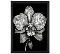Artery8 Detailed Orchid Flower Petals in Black and White Artwork Framed A3 Wall Art Print