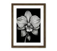 Artery8 Detailed Orchid Flower Petals in Black and White Artwork Framed Wall Art Print 18X24 Inch