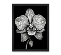 Artery8 Detailed Orchid Flower Petals in Black and White Artwork Framed Wall Art Print 18X24 Inch