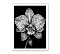 Artery8 Detailed Orchid Flower Petals in Black and White Artwork Framed Wall Art Print 18X24 Inch