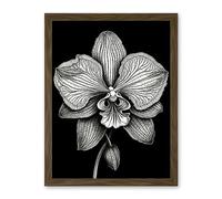 Artery8 Detailed Orchid Flower Petals in Black and White Artwork Framed Wall Art Print 18X24 Inch