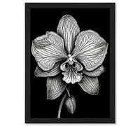 Artery8 Detailed Orchid Flower Petals in Black and White Artwork Framed Wall Art Print A4