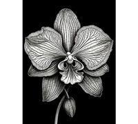 Artery8 Detailed Orchid Flower Petals in Black and White Extra Large XL Wall Art Poster Print