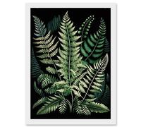 Different Fern Fronds Detailed Leaves Illustration Artwork Framed Wall Art Print A4 Artery8 White One Size