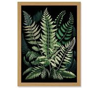 Different Fern Fronds Detailed Leaves Illustration Artwork Framed Wall Art Print A4 Artery8 Light Oak One Size