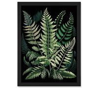Different Fern Fronds Detailed Leaves Illustration Artwork Framed Wall Art Print A4 Artery8 Black One Size