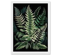 Different Fern Fronds Detailed Leaves Illustration Artwork Framed Wall Art Print A4 Artery8 White One Size