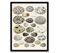 Artery8 Different Species Bird Eggs Framed Wall Art Print A4 Artwork By Lorenz Oken : Scientific Natural History Print Ideal For Study Or Classroom Showcasing Bird Species Variety