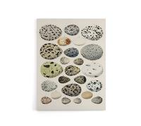 Artery8 Different Species Bird Eggs Lorenz Oken Vintage Canvas Wall Art in Beige | Size: W12" x H16" Artery8 Beige W12" x H16"