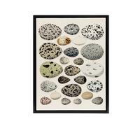 Artery8 Different Species Bird Eggs Lorenz Oken Vintage Framed Canvas Wall Art in Beige | Size: W12" x H16" Artery8 Beige W12" x H16"