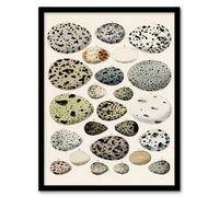 Artery8 Different Species Bird Eggs Lorenz Oken Vintage Framed Wall Art Print in Beige | Size: W12" x H16" Artery8 Beige W12" x H16"