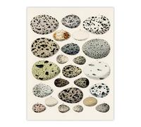 Artery8 Different Species Bird Eggs Lorenz Oken Vintage Wall Art Print Poster in Beige | Size: W24" x H32" Artery8 Beige W24" x H32"