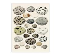 Artery8 Different Species Bird Eggs Unframed Wall Art Print Poster 12X16 Artwork By Lorenz Oken : Scientific Natural History Print Ideal For Study Or Classroom Showcasing Bird Species Variety