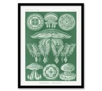 Artery8 Discomedusae Jellyfish Species Framed Wall Art Print A4 Artwork By Haeckel : Detailed Jellyfish Print Suited For Hallway Or Study Combining Biology Geometry And Visual Rhythm