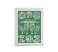Artery8 Discomedusae Jellyfish Species Haeckel Botanical Canvas Wall Art in Green | Size: W24" x H32" Artery8 Green W24" x H32"